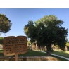 Terebinth - Turpentine Tree Seeds (Pistacia terebinthus) | 2,05 €