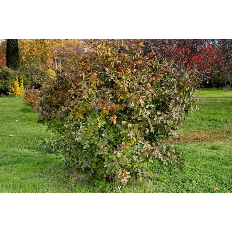Terebint - Terpentinträd Fröer (Pistacia terebinthus) | 2,05 €
