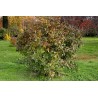 Terebint - Terpentinträd Fröer (Pistacia terebinthus) | 2,05 €