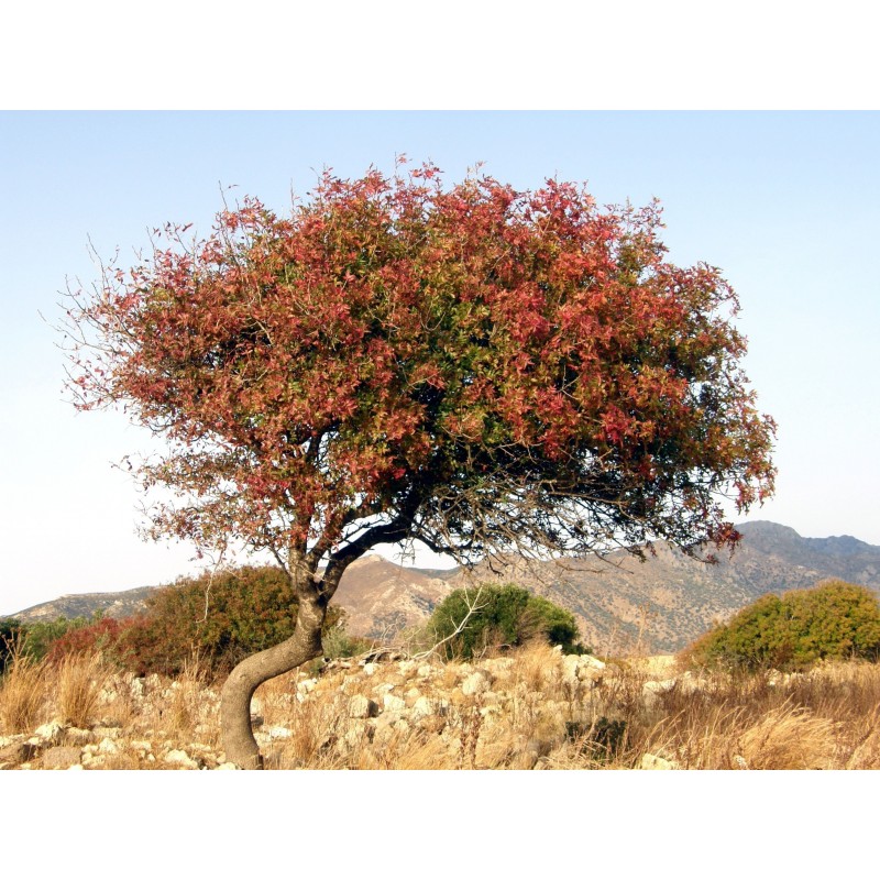 Terebint - Terpentinträd Fröer (Pistacia terebinthus) | 2,05 €