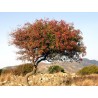 Terebint - Terpentinträd Fröer (Pistacia terebinthus) | 2,05 €