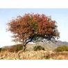 Terebinth - Turpentine Tree Seeds (Pistacia terebinthus)