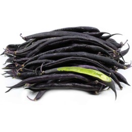 Dwarf French bean Purple Queen Seeds - 1.755