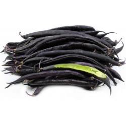 Price: €1.95 - Frön Dvärg fransk böna Purple Queen - 