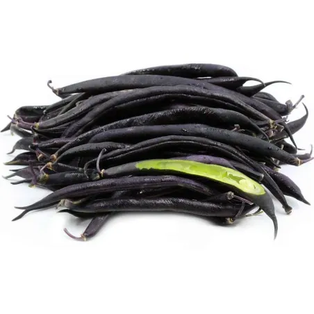 Dwarf French bean Purple Queen Seeds