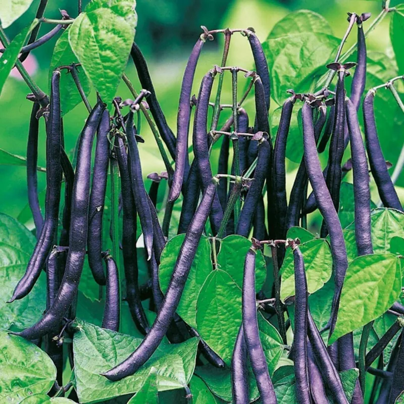 Dwarf French bean Purple Queen Seeds