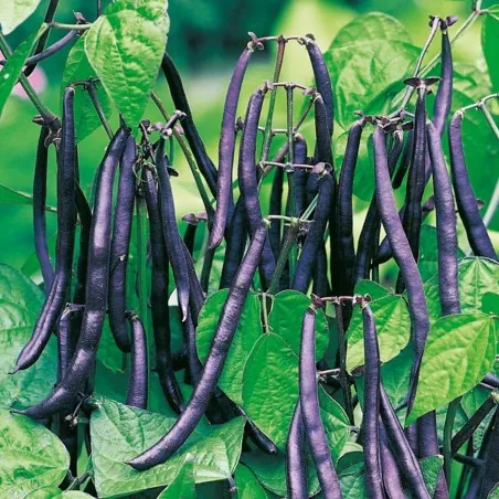 Dwarf French bean Purple Queen Seeds