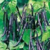 Dwarf French bean Purple Queen Seeds