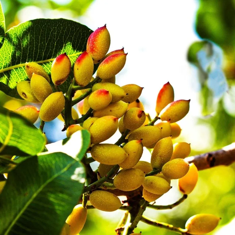 Sementes de Pistache ou Pistáchio (Pistacia vera) (Antep Pistache)