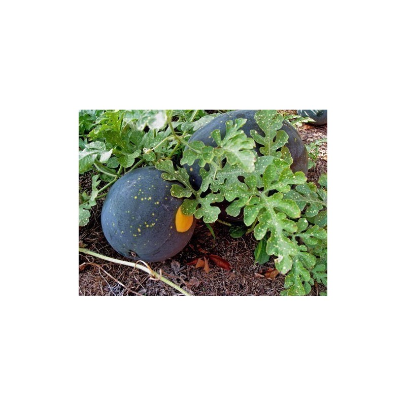 Price: €1.95 - Graines de pastèque jaune "Lune-Etoile" - Seeds Gallery