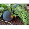 Price: €1.95 - Graines de pastèque jaune "Lune-Etoile" - Seeds Gallery