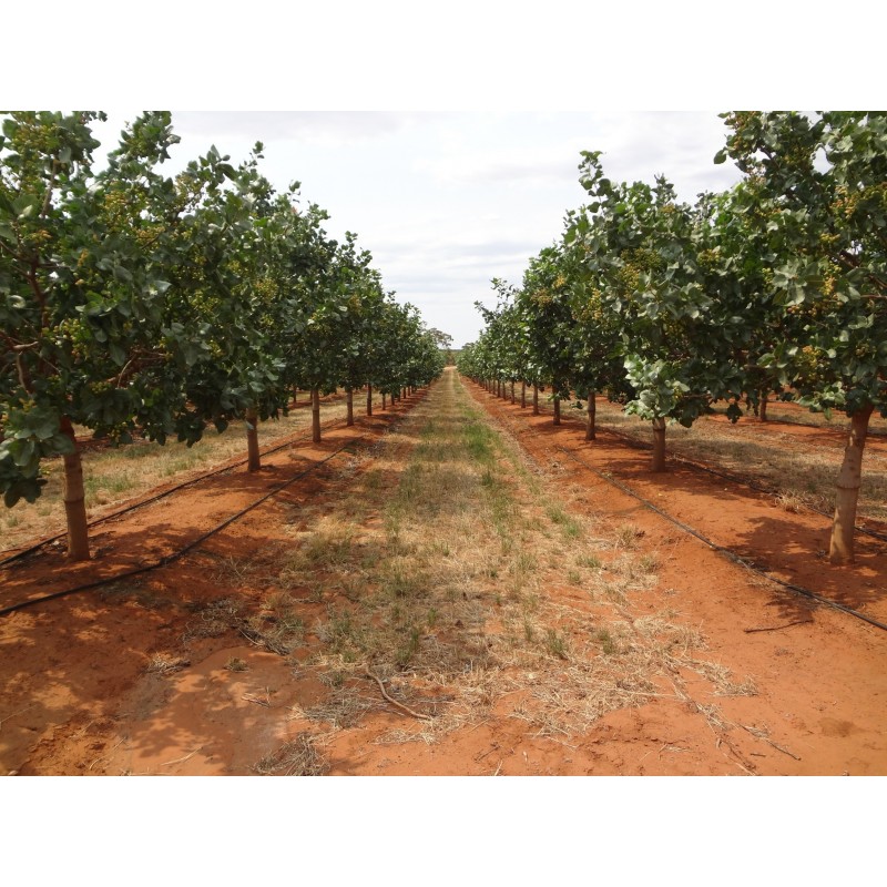 Price: €1.65 - Pistachio Seeds (Pistacia vera) (Antep Pistachio) - 