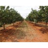 Price: €1.65 - Pistachio Seeds (Pistacia vera) (Antep Pistachio) - 