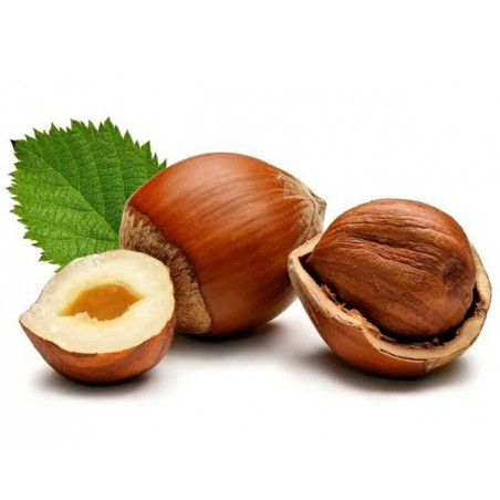 Haselnuss Samen (Corylus avellana)