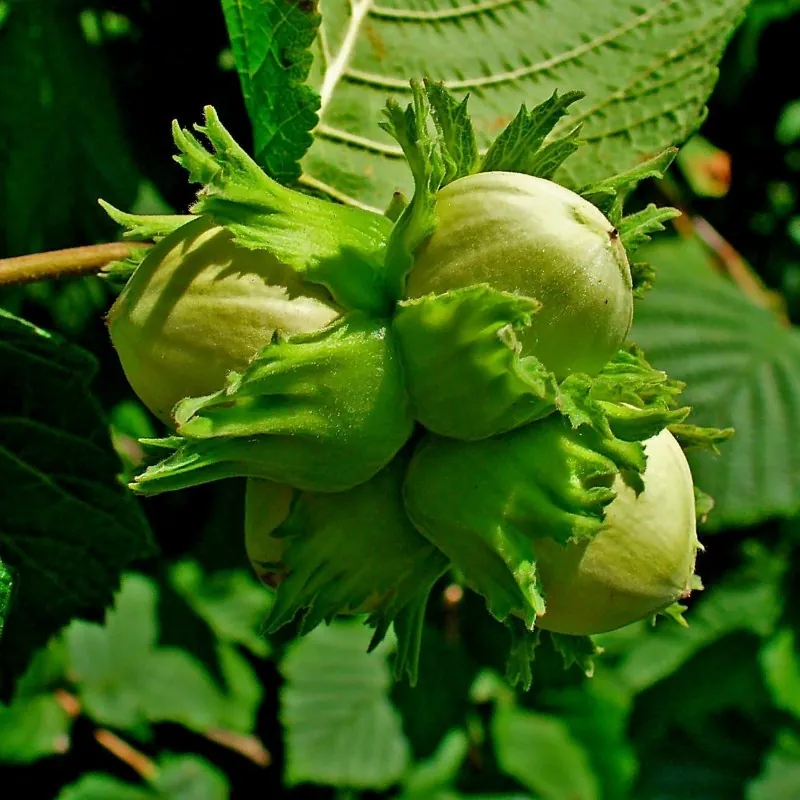 Hazelnut Seeds (Corylus avellana)