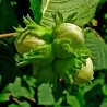 Haselnuss Samen (Corylus avellana)