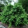 Haselnuss Samen (Corylus avellana)