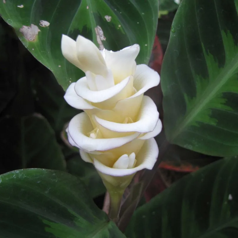 Prayer Plant, Ice Cream Flower Seeds (Calathea warscewiczii)