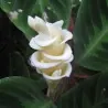 Prayer Plant, Ice Cream Flower Seeds (Calathea warscewiczii)
