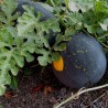 100 Seeds Yellow Fleshed Watermelon Moon and Stars