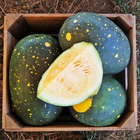 Price: €10 - 100 Graines Pastèque jaune Lune-Etoile - Seeds Gallery