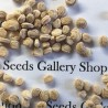 Price: €2.5 - Ginsengsläktet frön medicinalväxt (Panax Ginseng)l plant - 