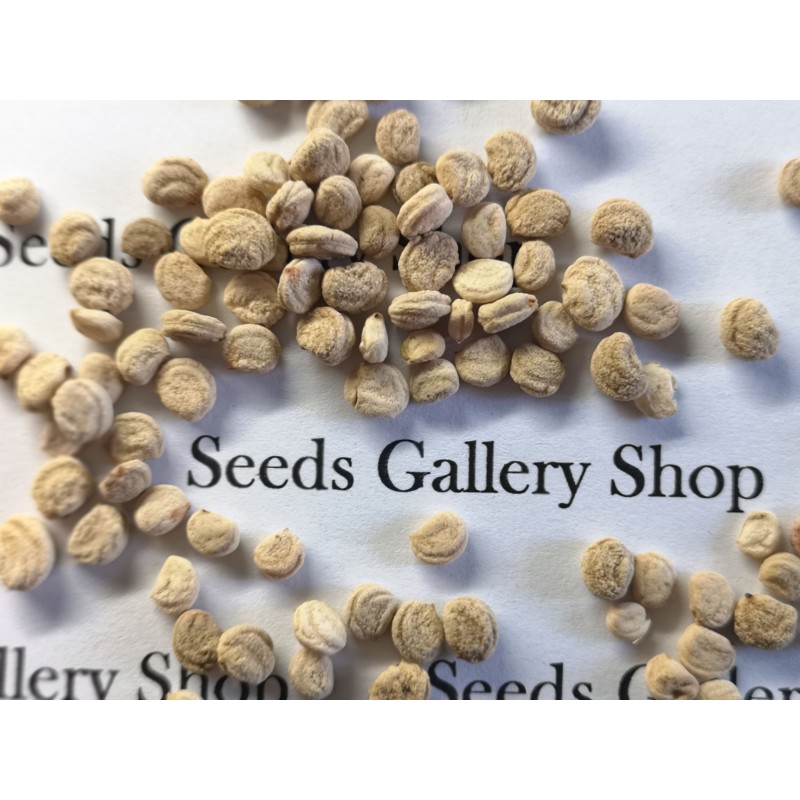 Price: €2.5 - Σπόροι Panax Ginseng (τζίνσενγκ) Ένα θαυματουργό βότανο - 