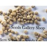 Price: €2.5 - Σπόροι Panax Ginseng (τζίνσενγκ) Ένα θαυματουργό βότανο - 