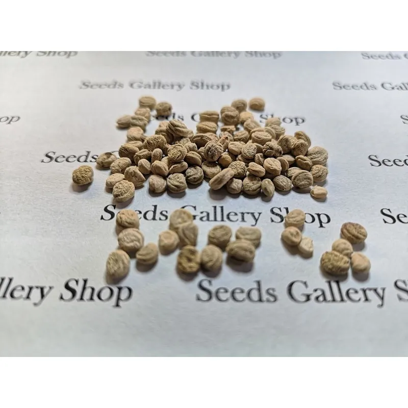 Seeds Panax Ginseng, Asian Ginseng - Medicinal plant