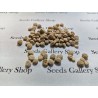 Price: €2.5 - Semillas de Panax Ginseng - planta medicinal - 