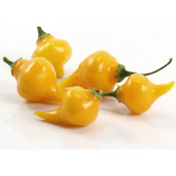 BIQUINHO - CHUPETINHO Red or Yellow Hot Pepper Seeds 2.05 - 6