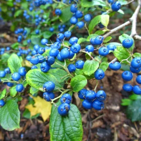 Sapphire-Berry Seeds (Symplocos paniculata)