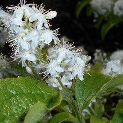 Seme Safirna Bobica (Simplocos paniculata) 1.95 - 1
