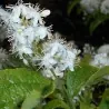 Sapphire-Berry Seeds (Symplocos paniculata)
