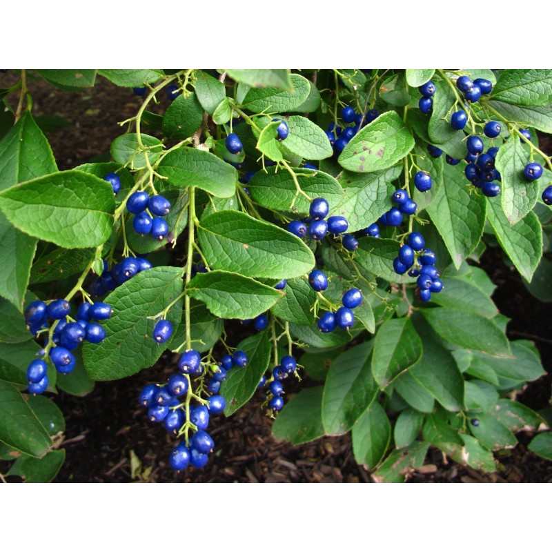 Price: €1.95 - Semillas de Baya Zafiro (Symplocos Paniculata) - 