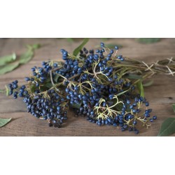Sapphire-Berry Seeds (Symplocos paniculata) 1.95 - 3