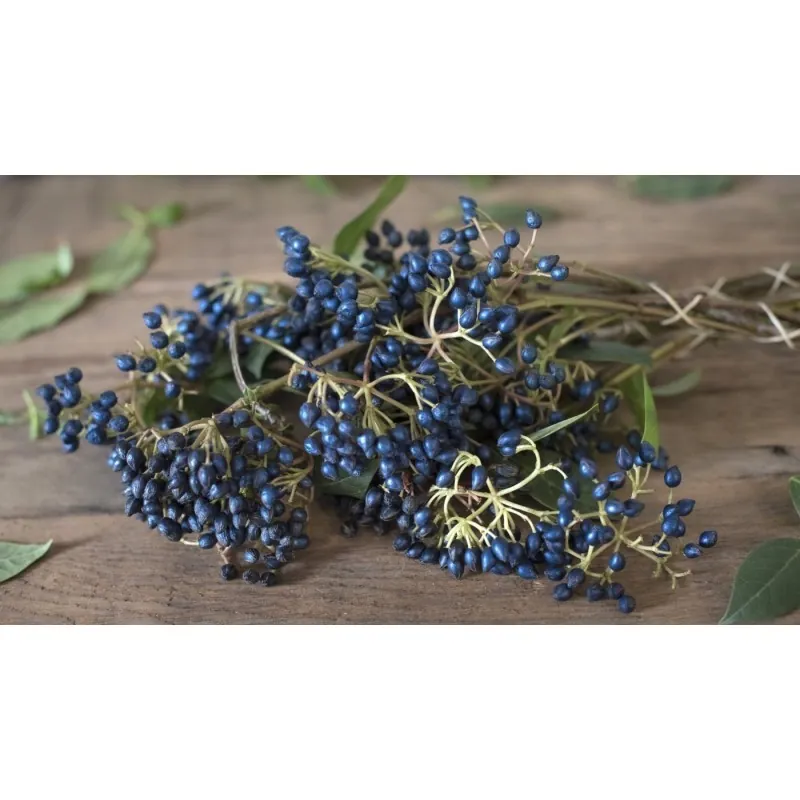Sapphire-Berry Seeds (Symplocos paniculata)