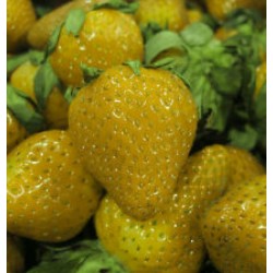 Φράουλα σπόροι Κίτρινο κατάπληξης Yellow Wonder