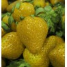 Φράουλα σπόροι Κίτρινο κατάπληξης Yellow Wonder