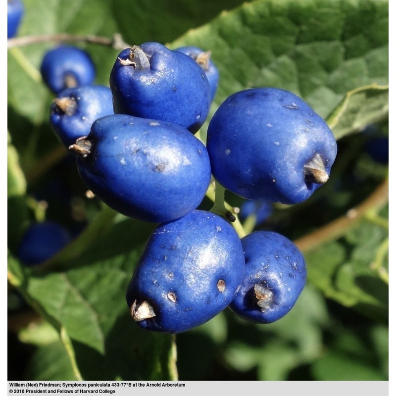 Price: €1.95 - Sapphire-Berry Seeds (Symplocos paniculata) - 