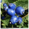 Price: €1.95 - Sapphire-Berry Seeds (Symplocos paniculata) - 