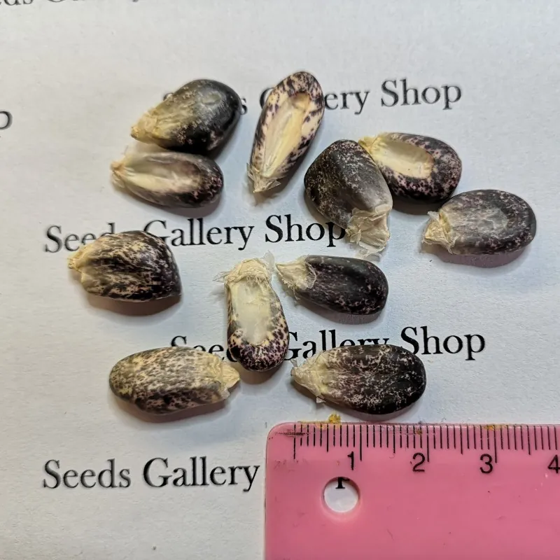 Peruvian B-V-W Giant Corn Seeds Kuyu Chuspi