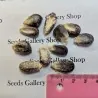 Peruvian B-V-W Giant Corn Seeds Kuyu Chuspi
