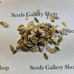 Ashitaba seeds (Tomorrow's Leaf) (Angelica keiskei) 3.95 - 2