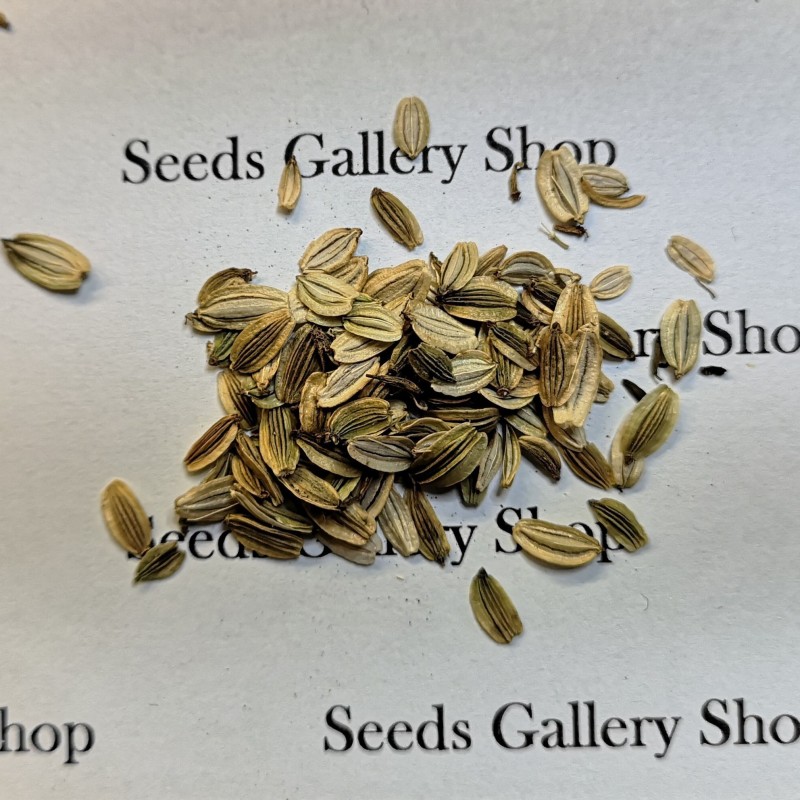 Price: €3.95 - Graines de Ashitaba (Angelica keiskei) - 