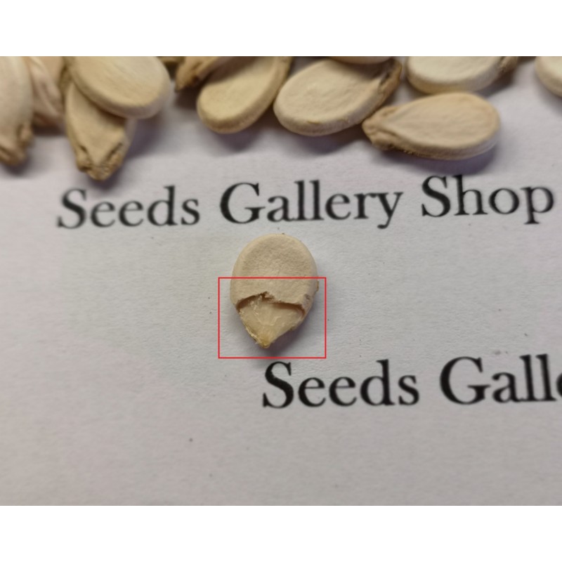 Price: €10 - 100 Graines Pastèque jaune Lune-Etoile - Seeds Gallery