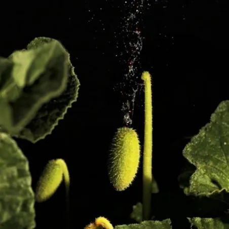 Εκρηκτικά Αγγούρι Σπόροι - Διάβολο Αγγούρι (Ecballium elaterium)