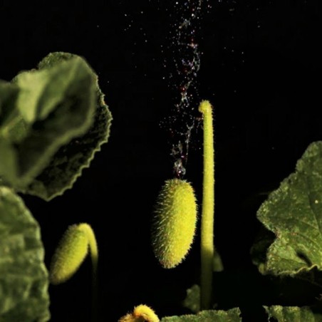 Sementes de Pepino-de-são-gregório (Ecballium elaterium)