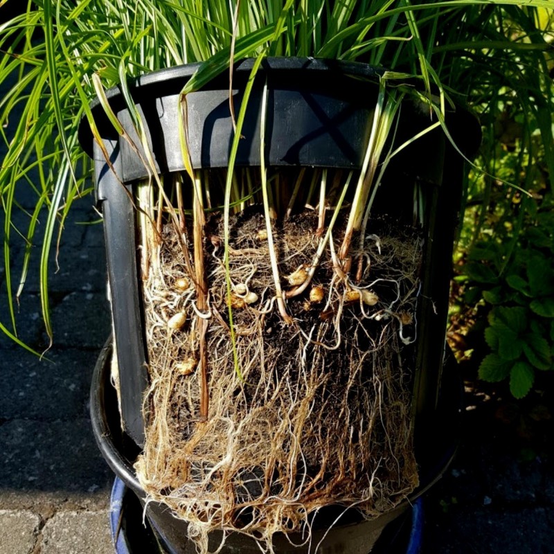 Price: €2.5 - Vodena palma Seme (Cyperus esculentus) - 