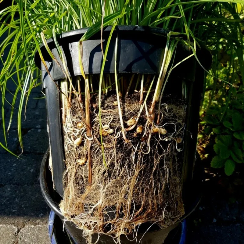 Graines de Souchet comestible (Cyperus esculentus)